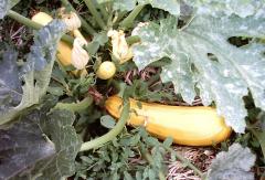 Marrow in garden